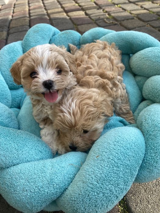 Мальтипу ф1 мальтезе пудель