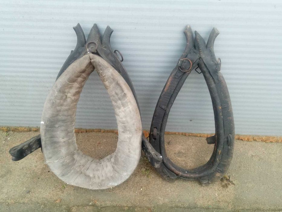 Stare Homonto na konia