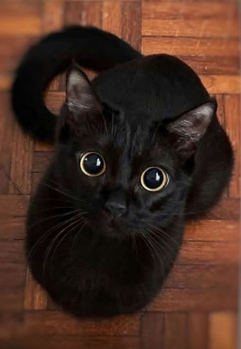 Imbir i Salem szukają domu :)