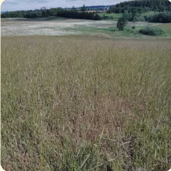 Sprzedam ziemię rolną 6,76 ha