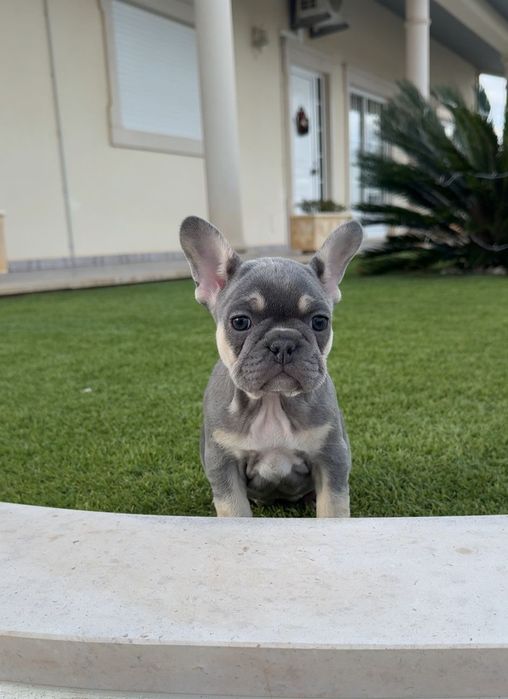 Bulldog francês  fêmea