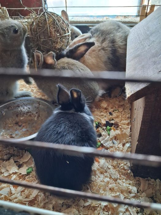 Coelhos anaoes de 1mes e meio
