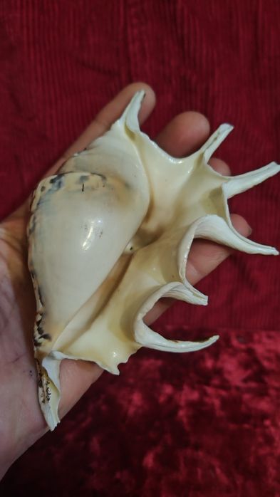 Две ракушки ламбис с красивой окраской