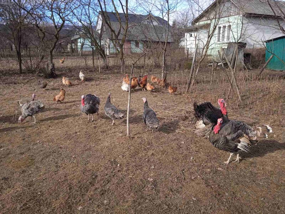Продам індиків молодих