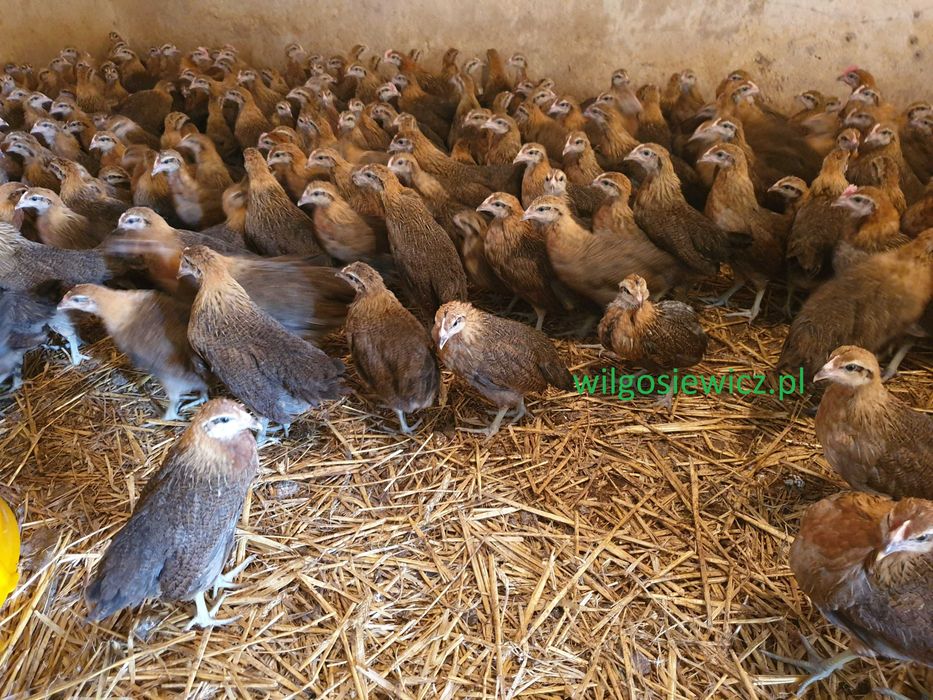 Kurki kokoszki nioski Zielononóżki zapisy transport Gratis