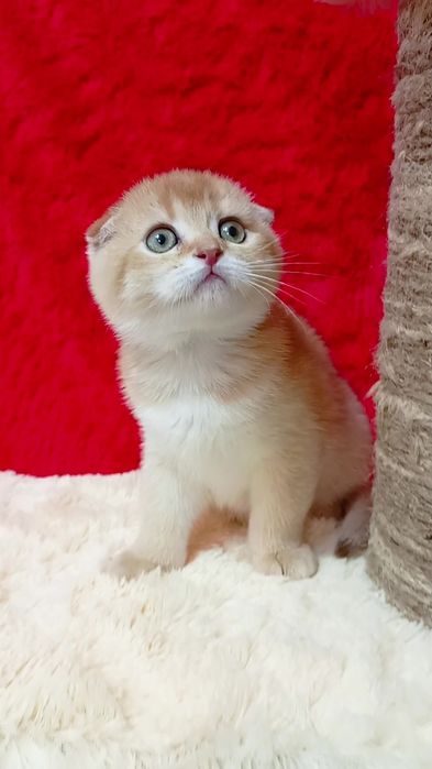 Дівчинка висловуха золота шиншила.