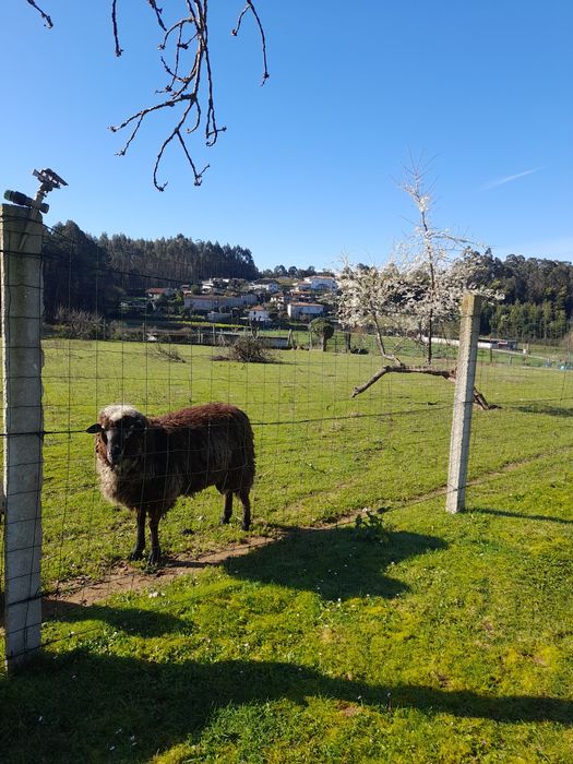 Vendo Carneiro  | Páscoa