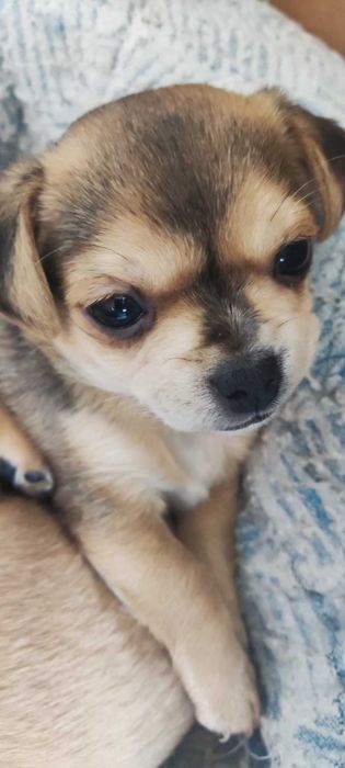 Грайливий кмітливий цуцинятко