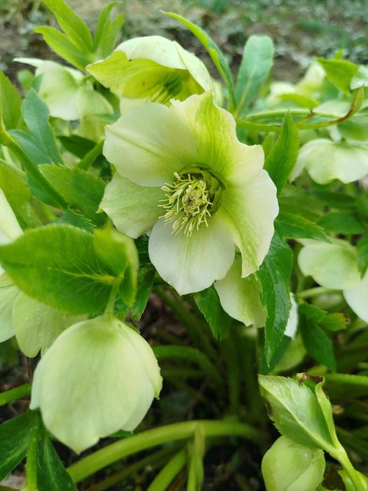 Лютики  и другие  многолетние садовые растения.