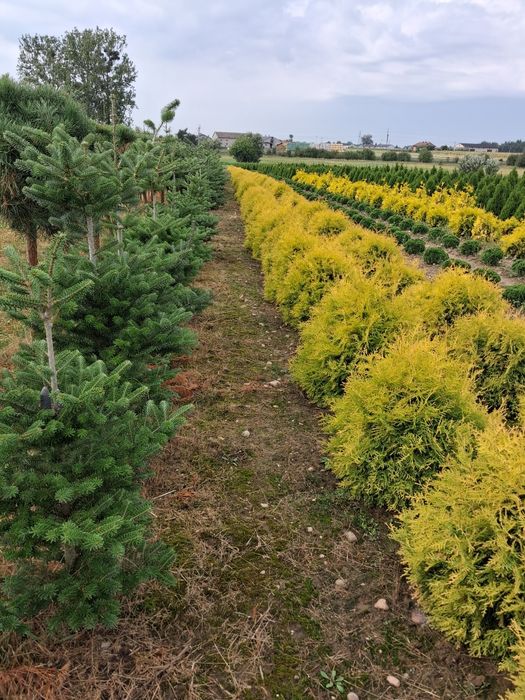 Tuje szmaragd, thuje smaragd, tuja, thuje