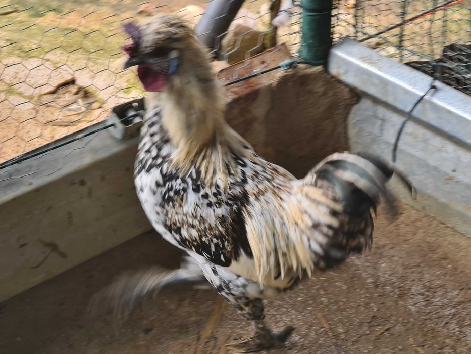 Galos pra trocar de capoeira