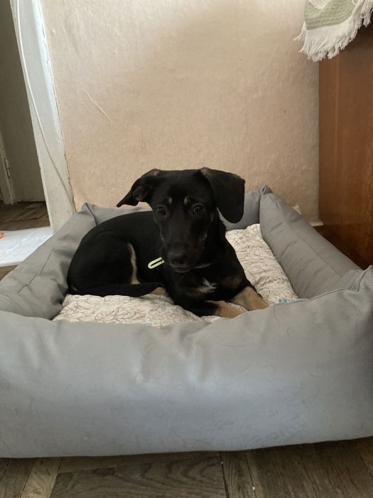 Прилаштовується собачка