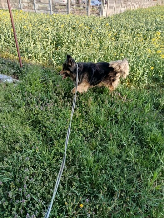 Do oddania pies owczarek niemiecki x husky