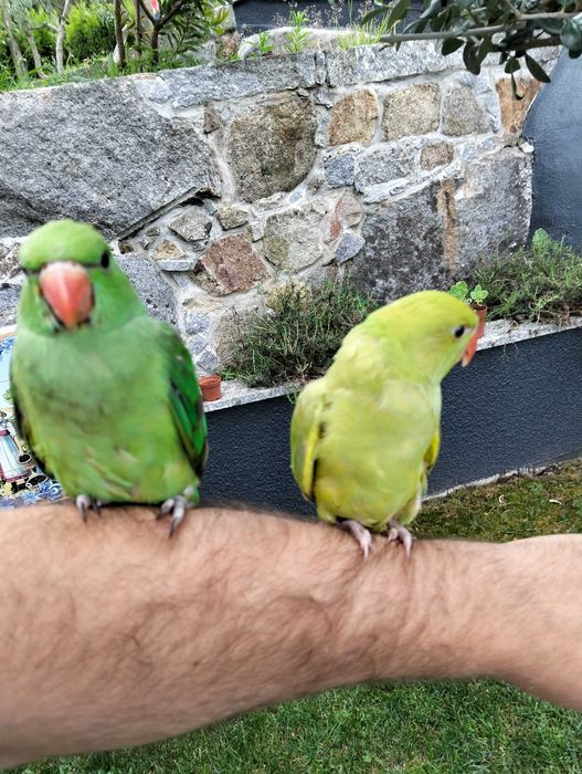 Ring necks e phyurra