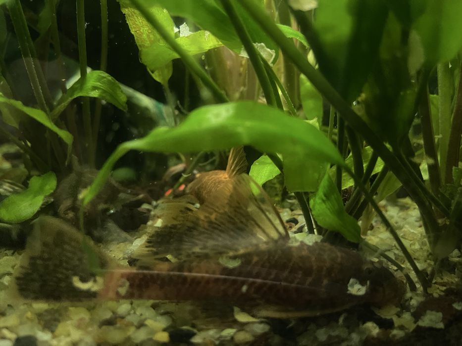 Взрослые анциструс