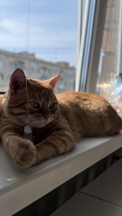 Кіт, котик, хлопчик безкоштовно в люблячу родину