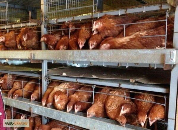 Продаються кури різних порід