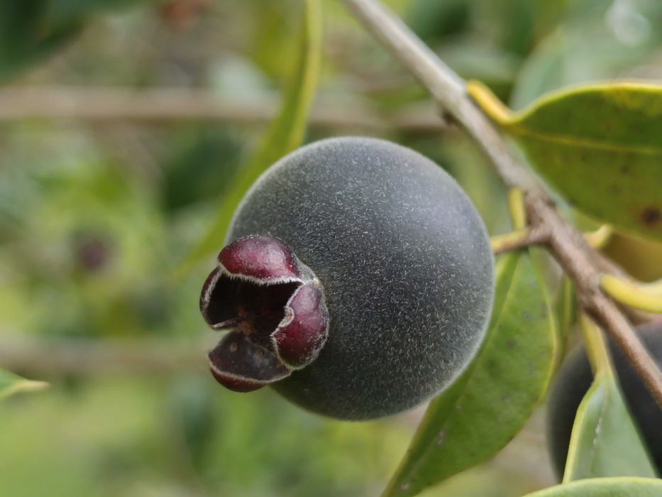 Guabijú - Myrcianthes pungens