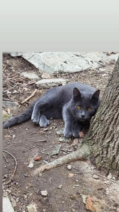 Отдам серого кота, метис русской голубой, 1 год, кастрирован