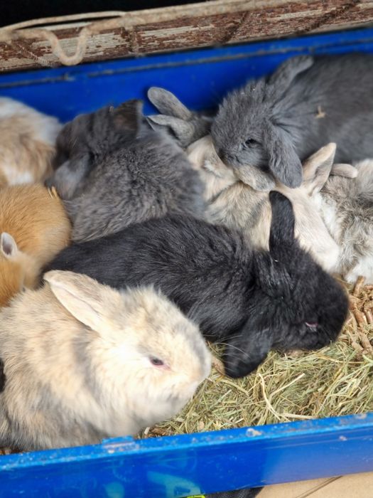 Kit coelhos mini lop e mini holandes no criador