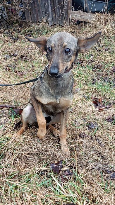 Цуценята в добрі руки