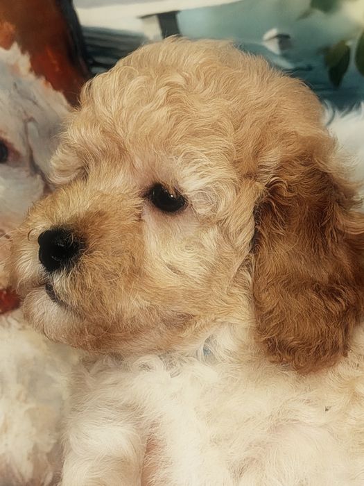 Śliczny piesek Maltipoo