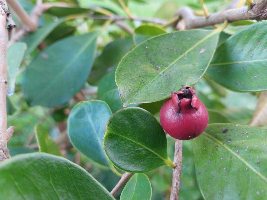 Araça Vermelho Mata Atlântica - Psidium cattleianum var. purpureum