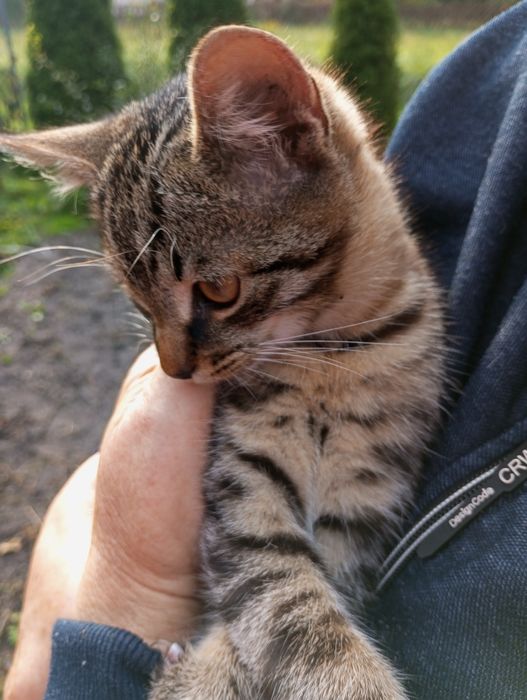 Oddam kotki w dobre ręce