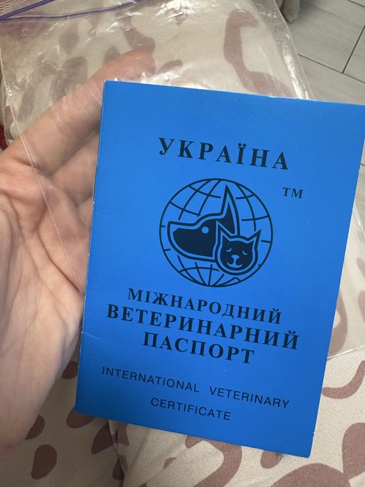 Німецький шпіц  3 кг  6місяців хлопчик паспорт
