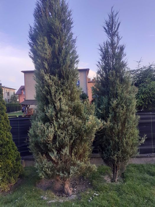 Krzewy ozdobne różne