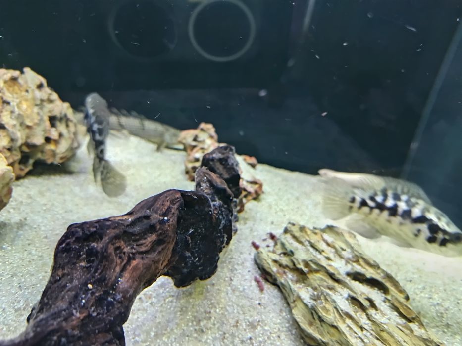Peixe ciclidio Jaguar (9cm)
