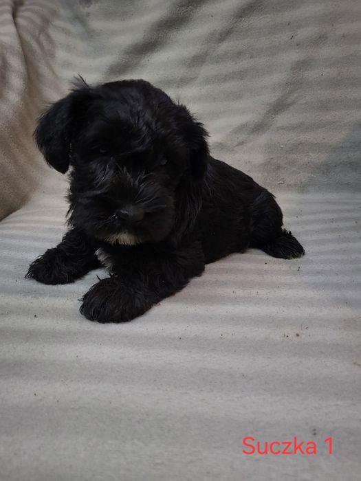 Sznaucer Miniaturowy czarne suczki