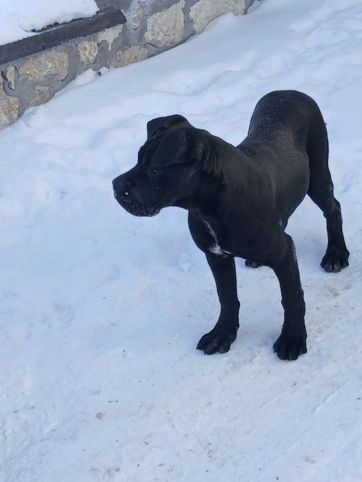 Кане корсо собака