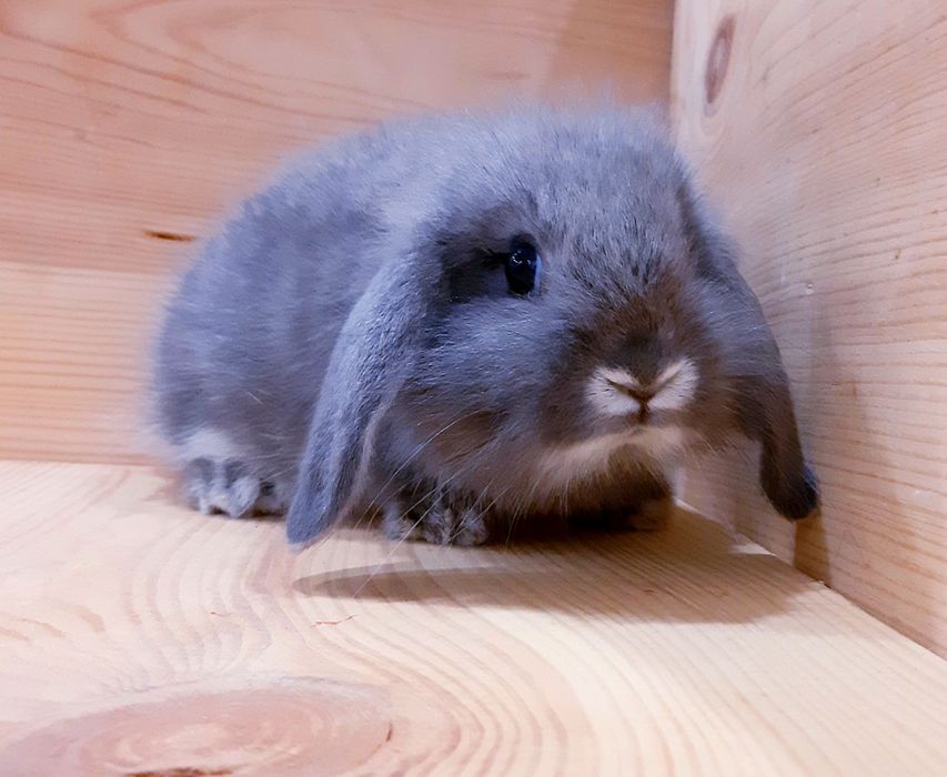 Карликовые миниатюрные декорат.торчеухие и вислоухие мини кролики