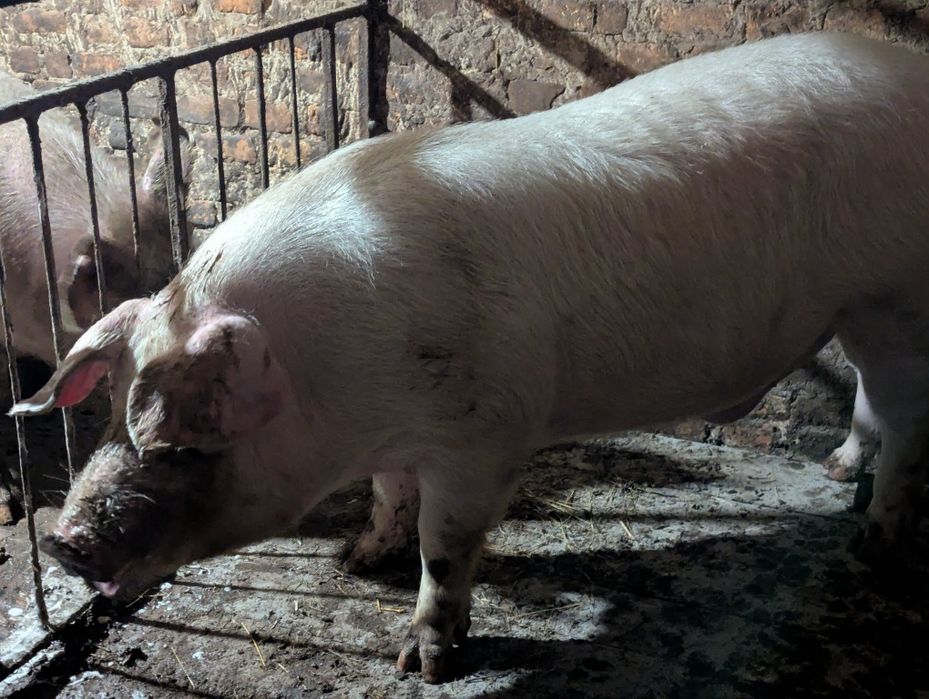 Спермодози кнурів