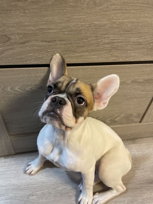 Французький бульдог Джесіка