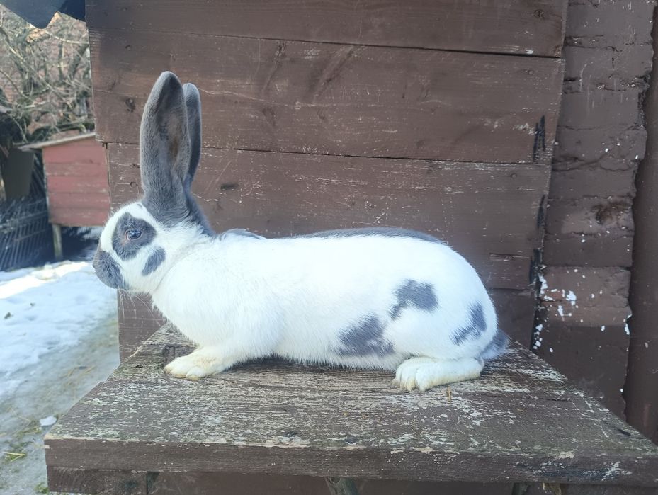 Królik samica olbrzym srokacz niebieski