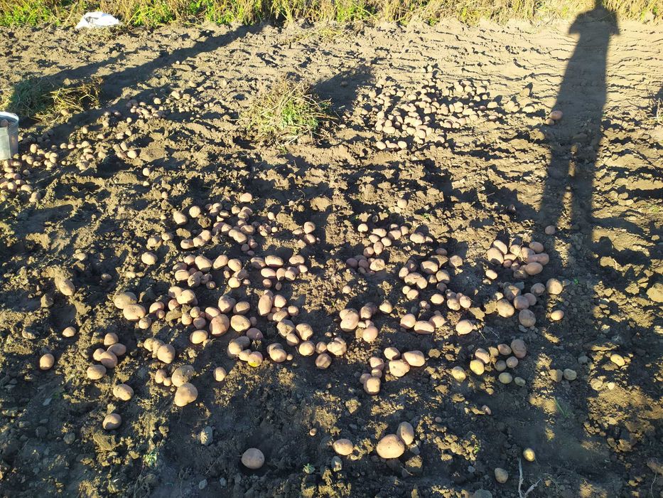 Картопля велика,продам