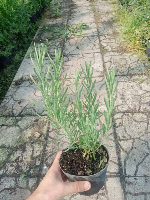 Лаванда квітуча , в контейнері  *Misterry*