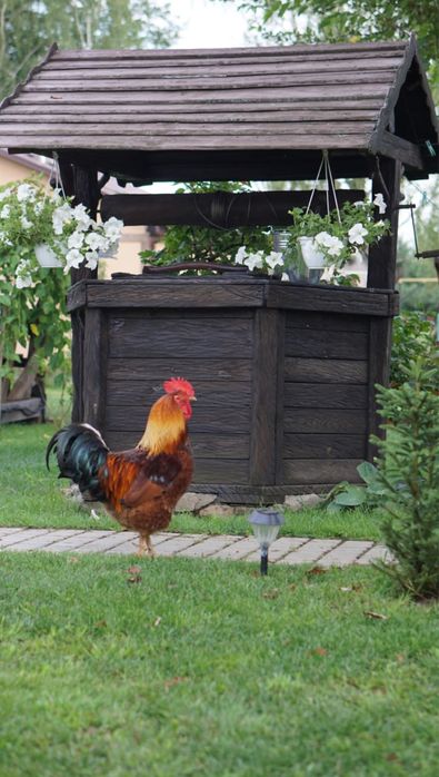 Садиба «Золота Сова»