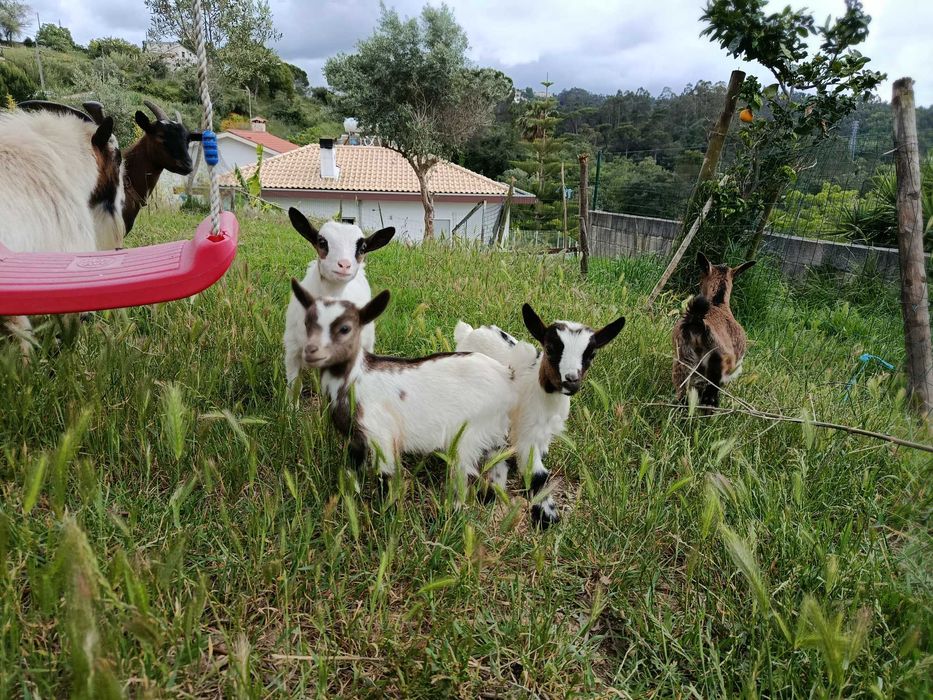 Cabras anãs - chibo
