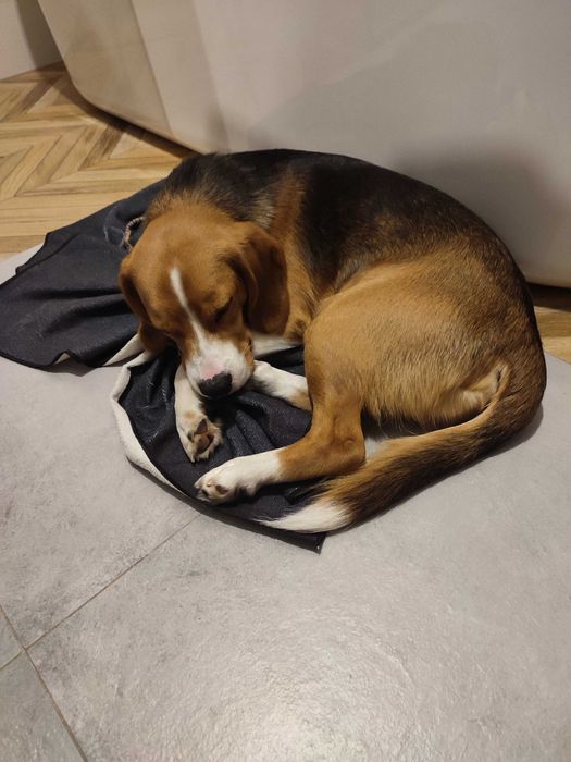 Oddam psa typu Beagle