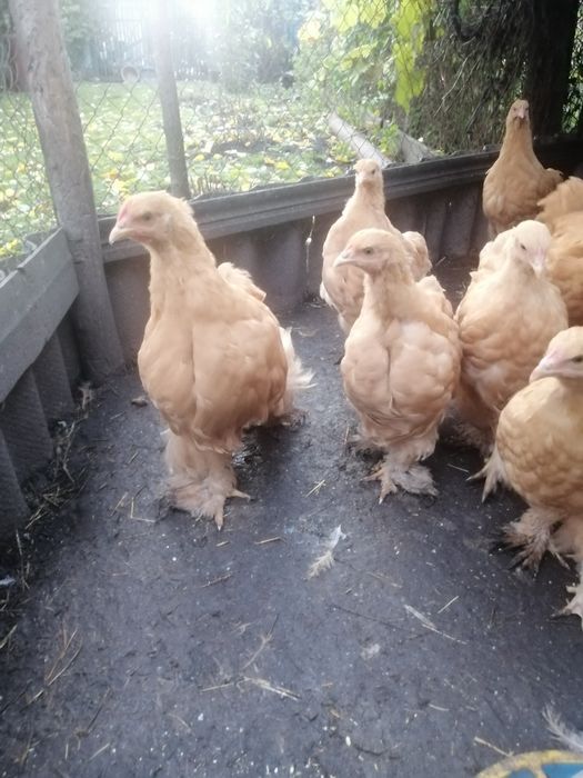 Продам півників кохінхін