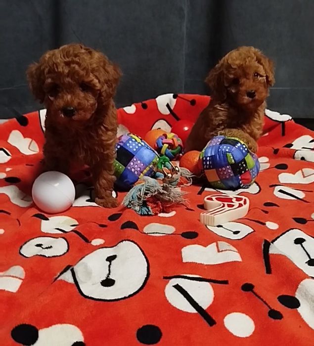 Мальчишки пуделя