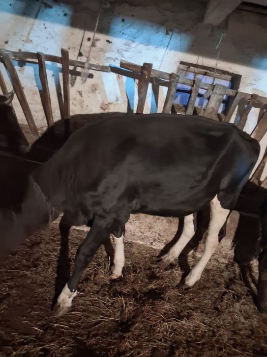 Jałowka żarłaczka