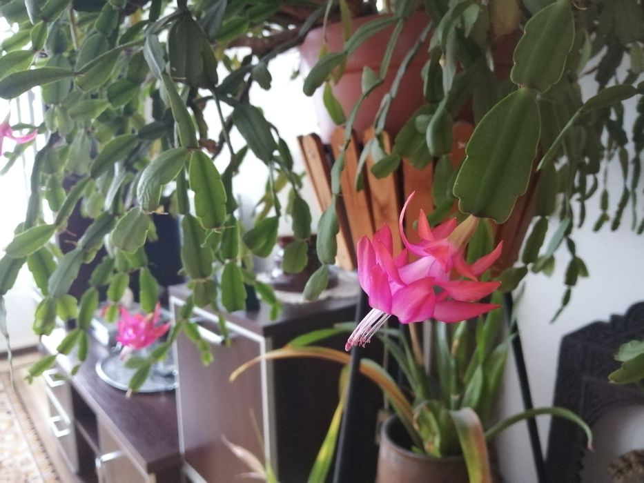 Kwiat grudnik zygokaktus SUPER kaktus szlumbergera DUŻY