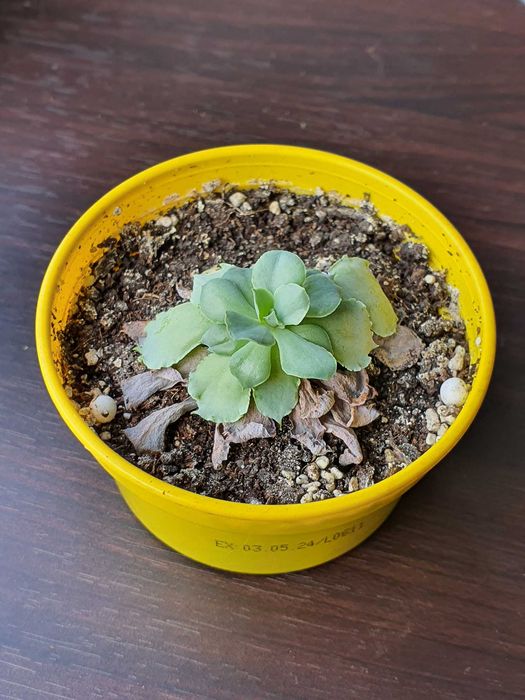 Продам излишки суккулентов