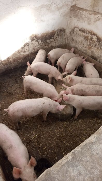 Продам поросят,.