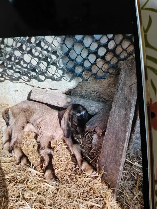 Młode kózki i koziołki