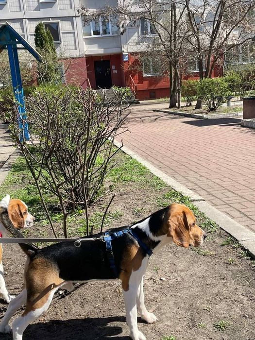 Біглі Лео та Тео шукають родин